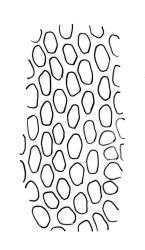 Orthotrichum crassifolium subsp. crassifolium, upper laminal cells. Drawn from D.H. Vitt 2316, CHR 556093.
 Image: R.C. Wagstaff © Landcare Research 2017 